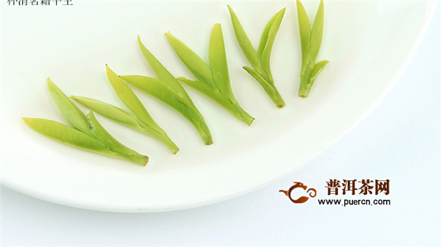 雀舌龙井白茶哪个好喝