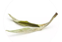 兰溪毛峰：兰花形、甜兰香、甘鲜味-茗扬网