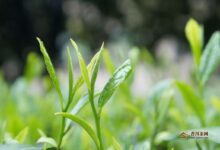 兰溪毛峰的制作工艺-茗扬网