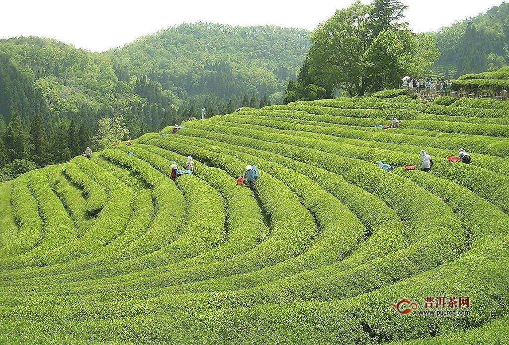 兰溪毛峰制作工序流程