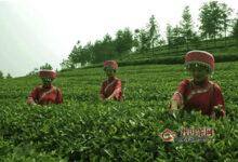 兰溪毛峰茶的产地及特点-茗扬网