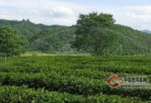 周打铁茶的产地-茗扬网