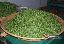 白马毛尖的制作工艺-茗扬网