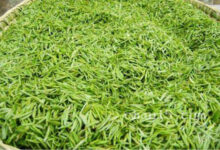 双桥毛尖的功效与作用 双桥毛尖的泡法-茗扬网