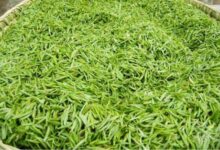 长饮双桥毛尖的功效及作用-茗扬网