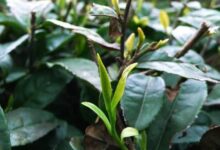 双桥毛尖制作工序-茗扬网