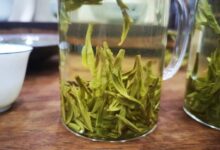 云海白毫如何泡 云海白毫的正确冲泡方法-茗扬网