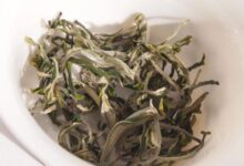 云海白毫的功效与作用 喝云海白毫的好处-茗扬网