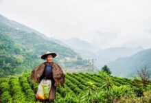 云海白毫是什么茶，云海白毫怎么冲泡？-茗扬网