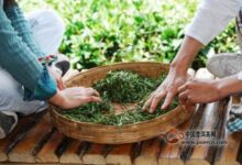 云海白毫的制作方法-茗扬网