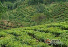 云海白毫产地-茗扬网