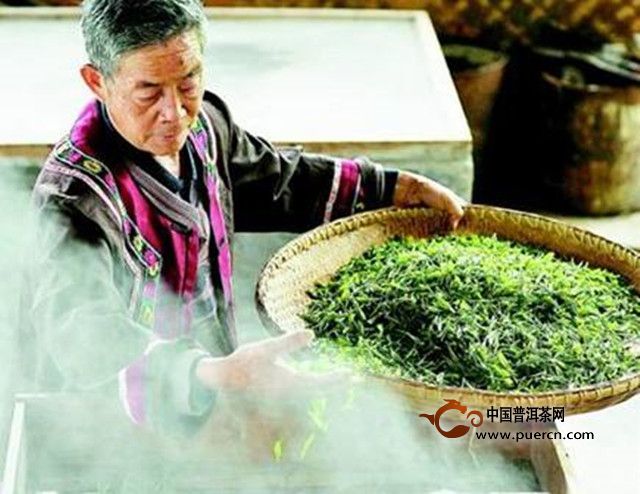 云海白毫是什么茶