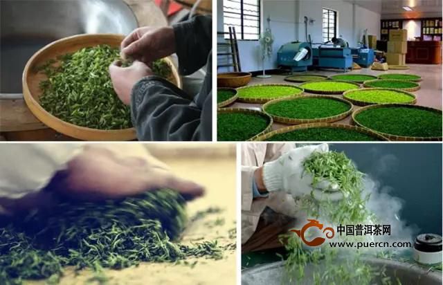 云海白毫是什么茶