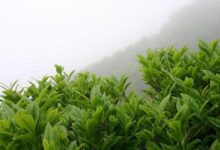 喝隆中茶有什么好处，盘点隆中茶的八大功效-茗扬网