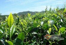 隆中茶产地在哪里-茗扬网