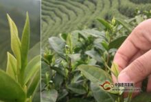 宝顶绿茶采摘工艺-茗扬网