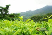 宝顶绿茶产地-茗扬网