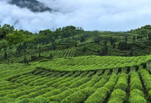 宝顶绿茶的保健作用-茗扬网