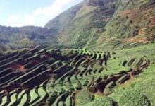 宝顶绿茶好吗？​-茗扬网