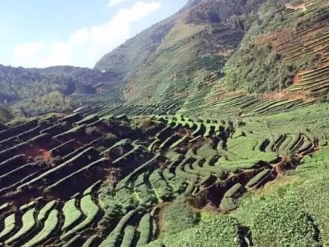 宝顶绿茶好吗？​