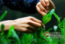 东湖银毫如何采摘以及制作工艺-茗扬网