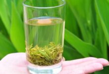 东湖银毫冲泡方法-茗扬网