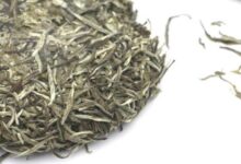 黄竹白毫的功效与作用 黄竹白毫的挑选方法-茗扬网