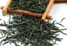 天尊贡芽的功效与禁忌事项-茗扬网