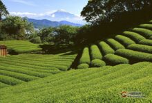 天尊贡芽-茗扬网