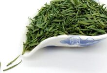 天尊贡芽怎么泡 天尊贡芽的正确泡法-茗扬网