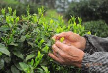 休宁松萝茶采制工艺-茗扬网