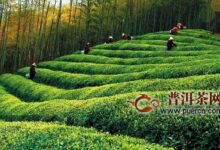 休宁松萝茶制作工序流程-茗扬网