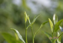 休宁松萝茶产地及制作-茗扬网