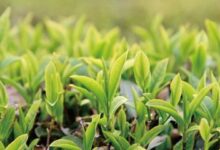 秦巴雾毫的功效与禁忌事项-茗扬网