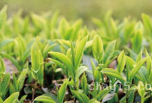 秦巴雾毫的功效与作用 秦巴雾毫的泡法-茗扬网