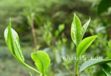 秦巴雾毫的功效与作用 秦巴雾毫的禁忌事项-茗扬网