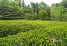 秦巴雾毫制作工艺-茗扬网