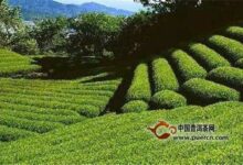 秦巴雾毫的由来-茗扬网