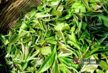 化佛茶是怎么制成的-茗扬网