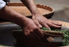 化佛茶的制作工艺-茗扬网