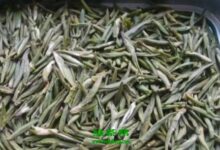 化佛茶如何做 化佛茶的制作方法和制作工艺-茗扬网