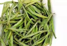 日铸雪芽的功效与禁忌事项-茗扬网