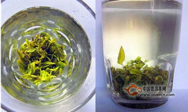 日铸雪芽怎么鉴别