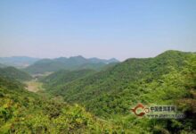 日铸雪芽产地在哪里-茗扬网