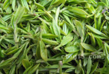 龙舞茶的功效与作用 龙舞茶的禁忌事项-茗扬网