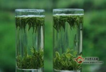 龙舞茶作用-茗扬网