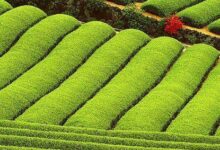 龙舞茶的功效与作用及禁忌-茗扬网