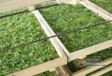 水仙茸勾茶是如何采制的-茗扬网