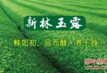新林玉露是什么茶，新林玉露的品质特征-茗扬网