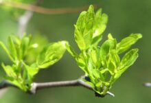 中岳仙茶的功效与禁忌事项-茗扬网